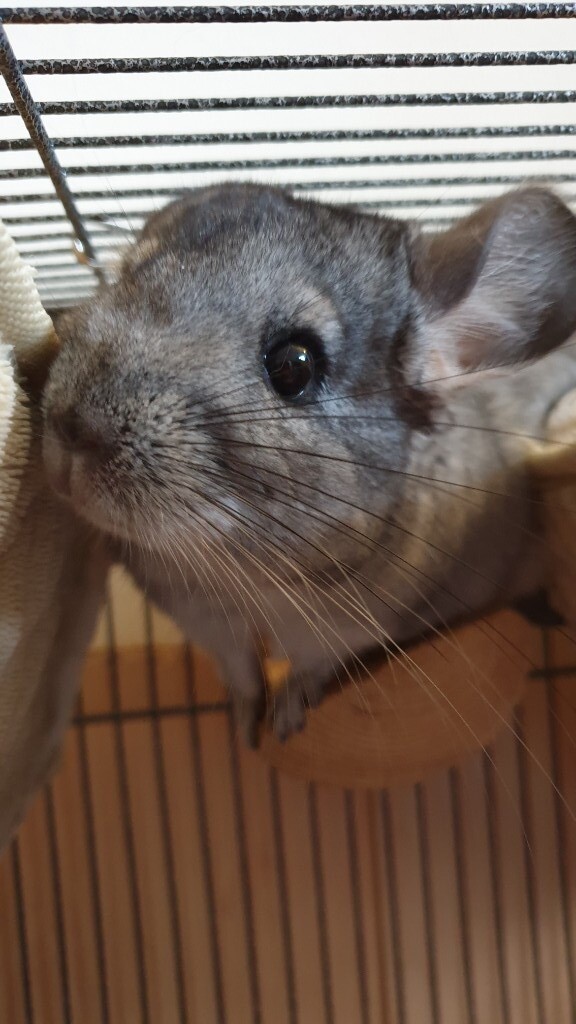 dwarf chinchilla for sale